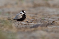 Skrivan obojkovy - Eremopterix nigriceps - Black-crowned Sparrow-Lark 0381